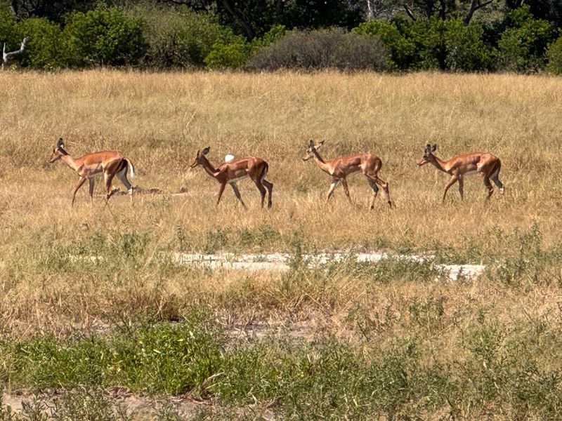 ЮАР - Намибия - Ботсвана мотопутешествие с Рус Мото Тревел (РМТ)